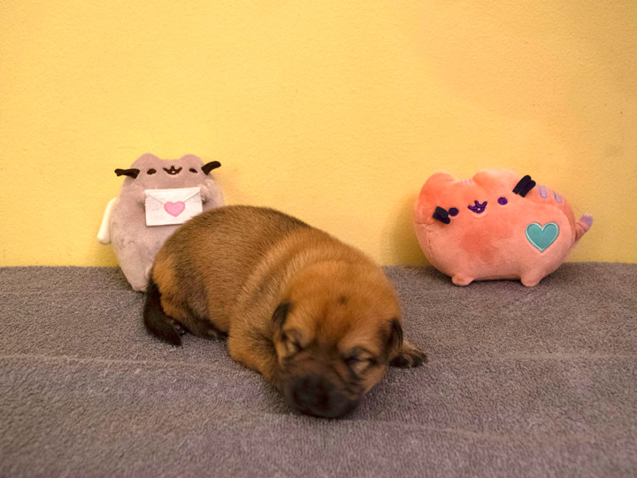 chinook puppy
